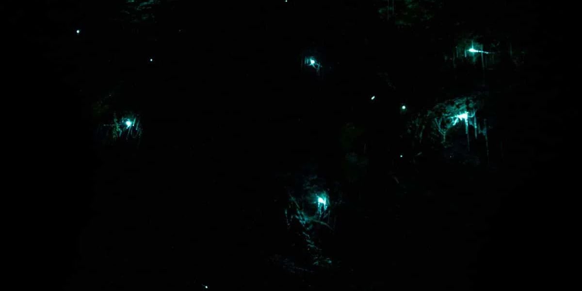Does Moonlight Affect Visibility of Fireflies in Bintan?