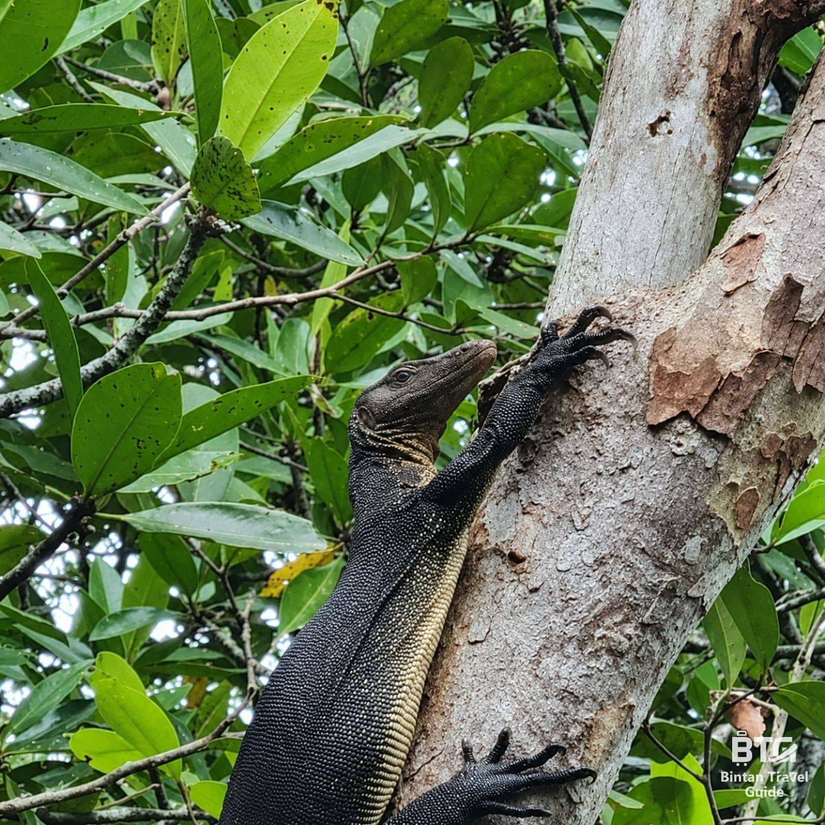 bintan mangrove 3
