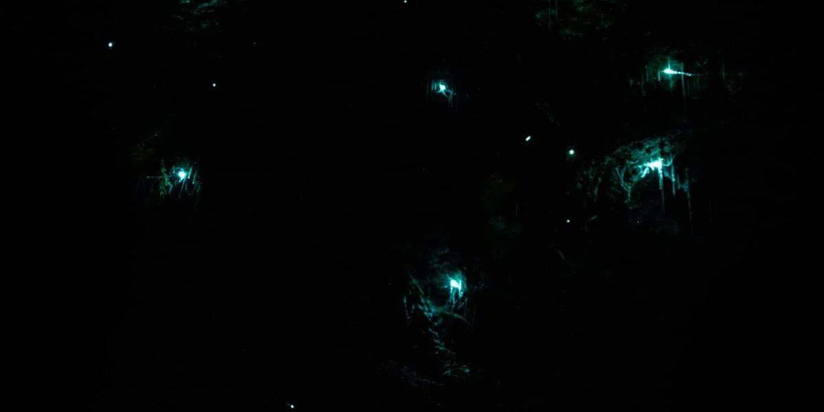 Does Moonlight Affect Visibility of Fireflies in Bintan?