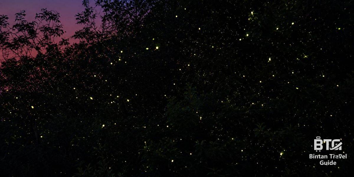 1. Bintan Fireflies 1200 x 600
