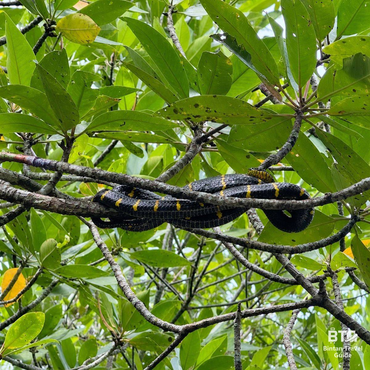 bintan mangrove 2