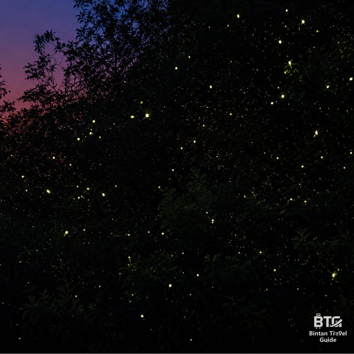 Bintan Fireflies