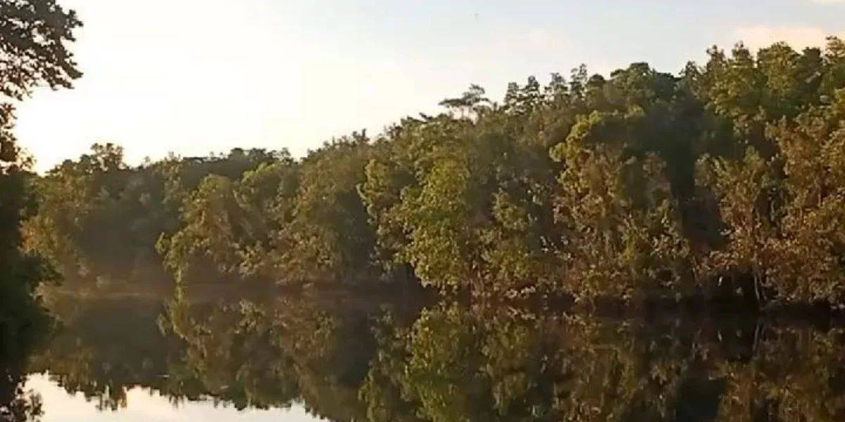 10. Bintan Mangrove 1200 x 600