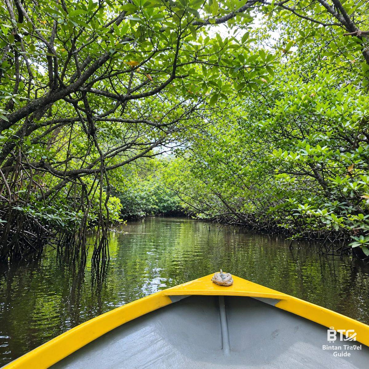 bintan mangrove 1