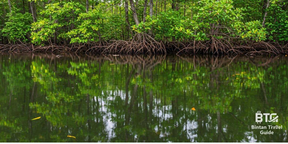 4. Bintan Mangrove 1200 x 600