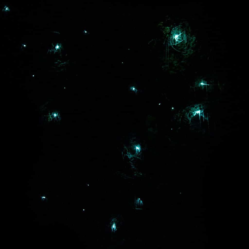 Bintan Fireflies Price