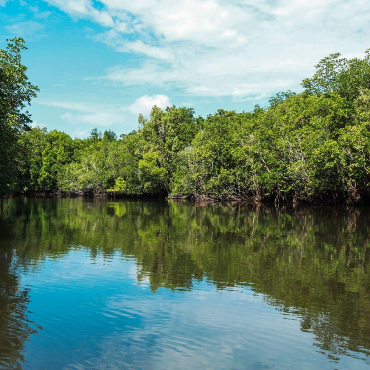 mangrove 2