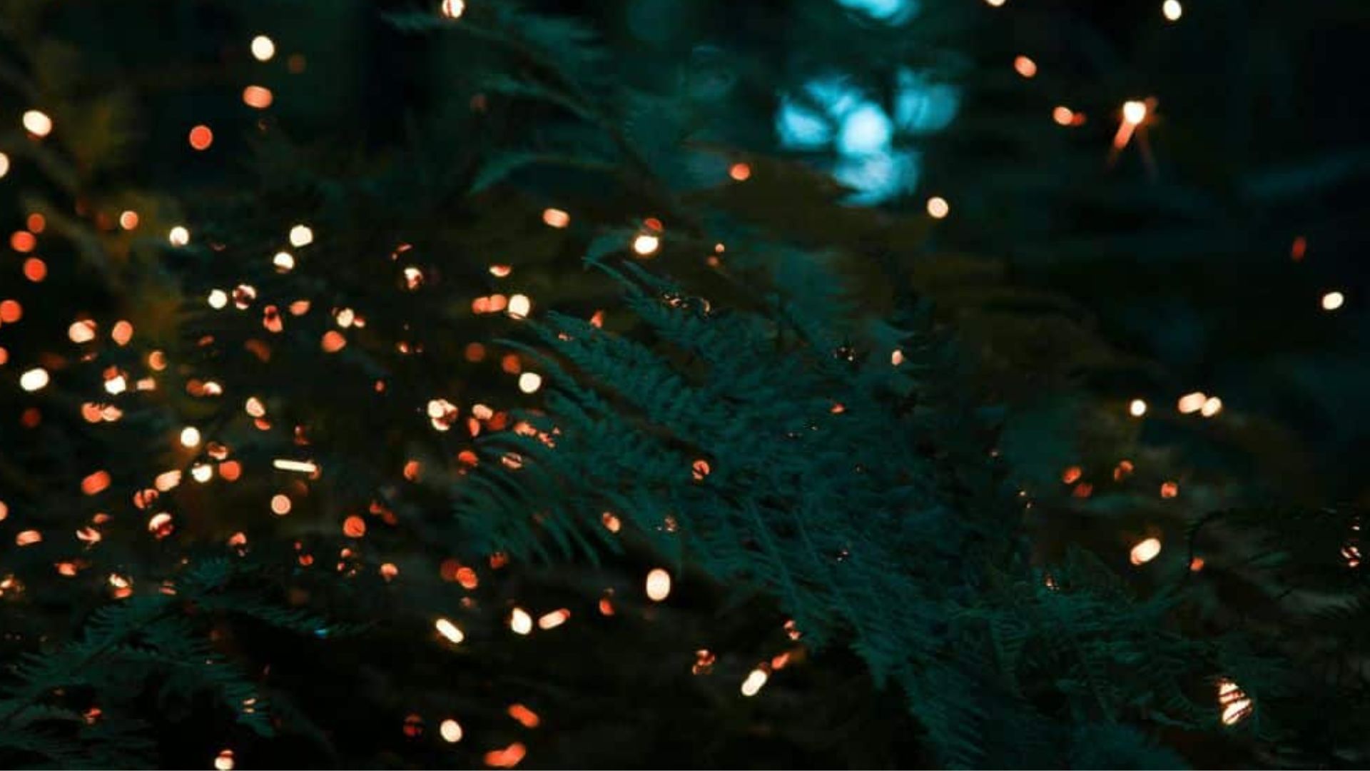 Bintan Fireflies Tour Bintan Travel Guide