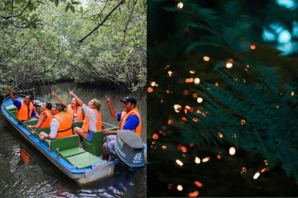 Bintan Mangrove & Fireflies Tour