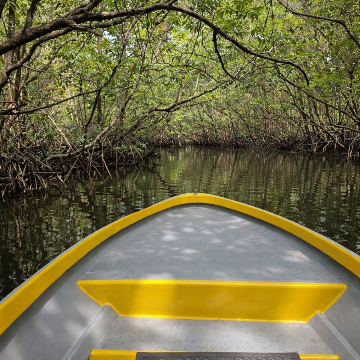 Bintan Mangrove Tour image