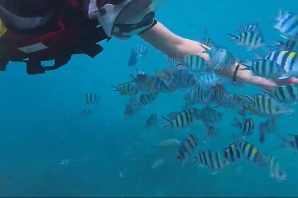Colorful tropical fish seen during snorkeling in Bintan waters