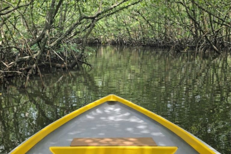 Daytime boat ride through mangrove forest in Bintan