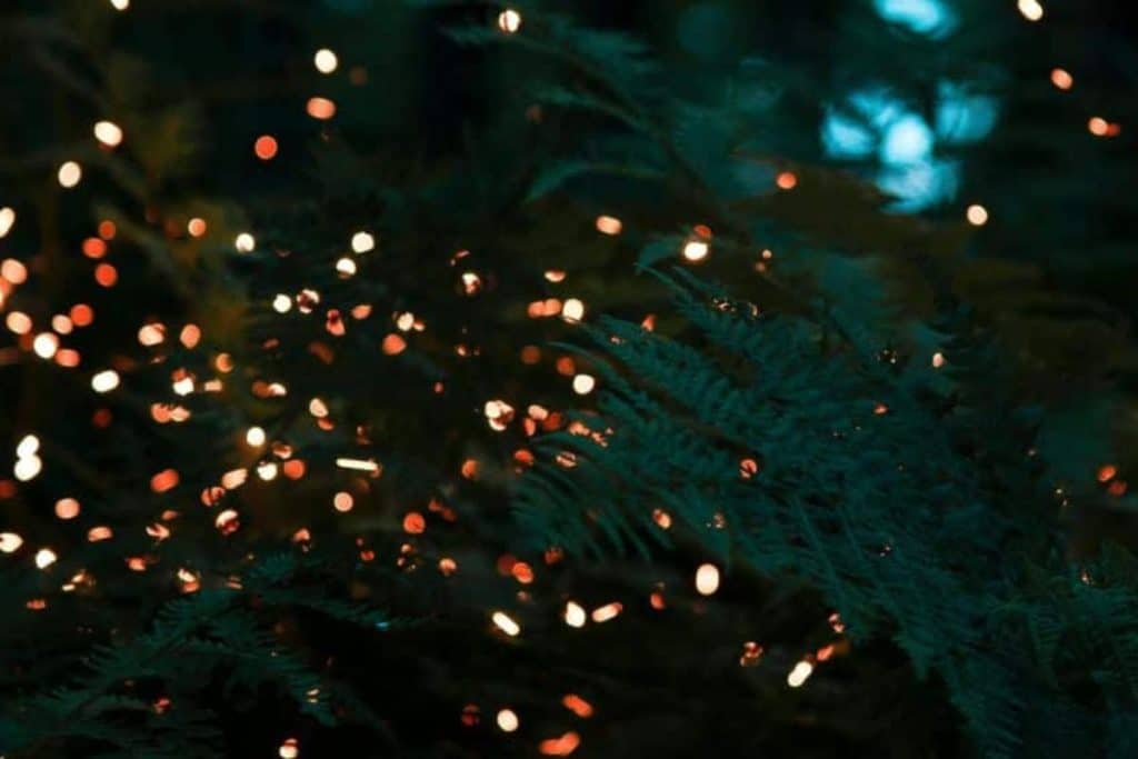 Evening fireflies tour experience in Bintan along the river