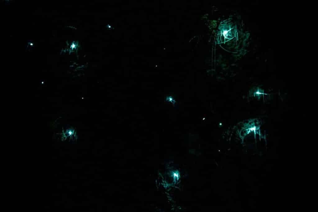 Fireflies lighting up mangrove trees during night tour in Bintan