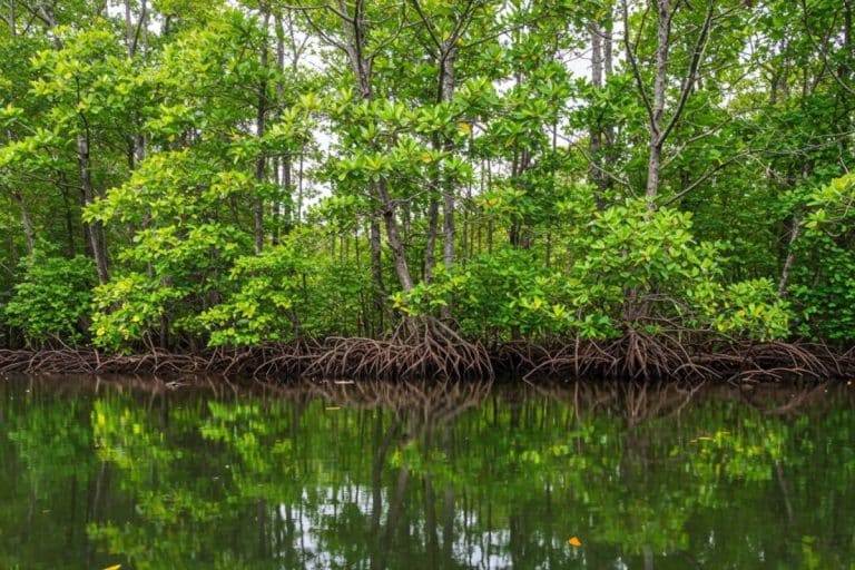 Mangrove river cruise in Bintan along Sebung River with lush green trees