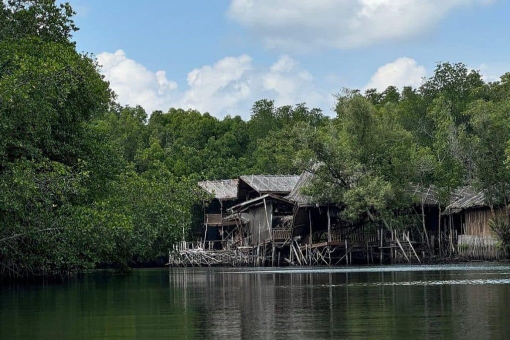 Mangrove trees lining the river during Bintan mangrove tour