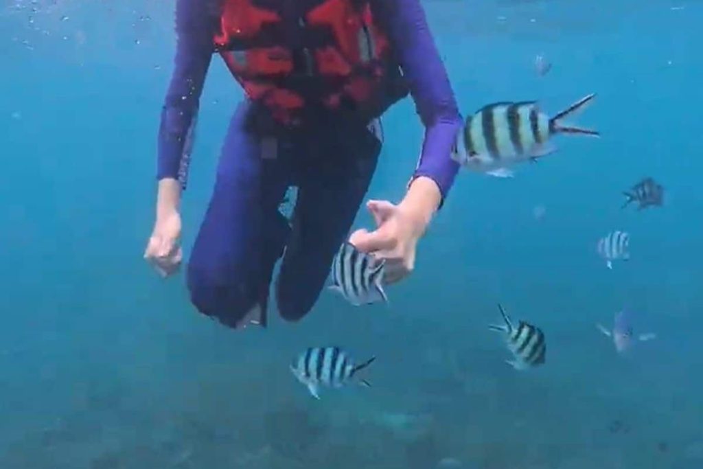 Snorkeling experience in Bintan with tropical marine life and clear water