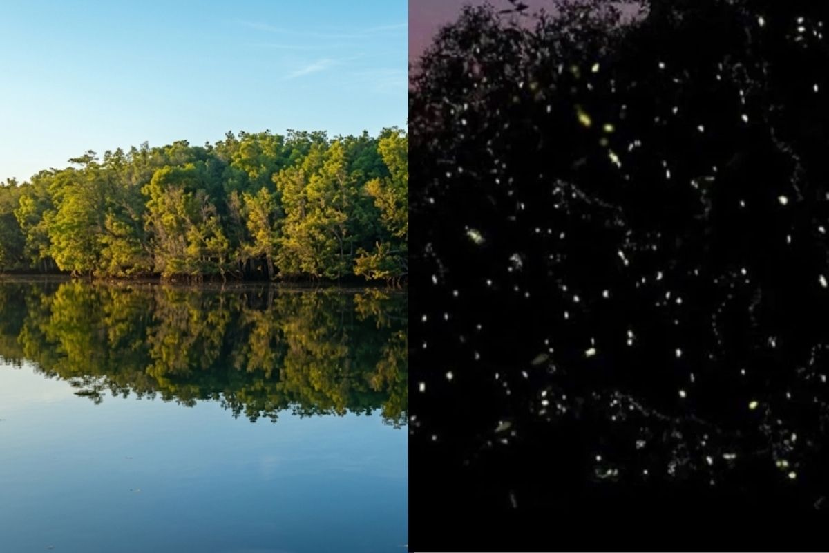 Bintan mangrove and fireflies tour boat ride along Sebung River with wildlife and glowing fireflies at night