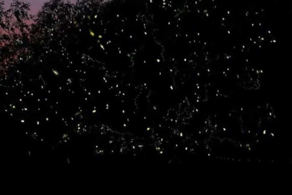 Bintan Fireflies Tour banner night river cruise Sebung River mangrove fireflies experience