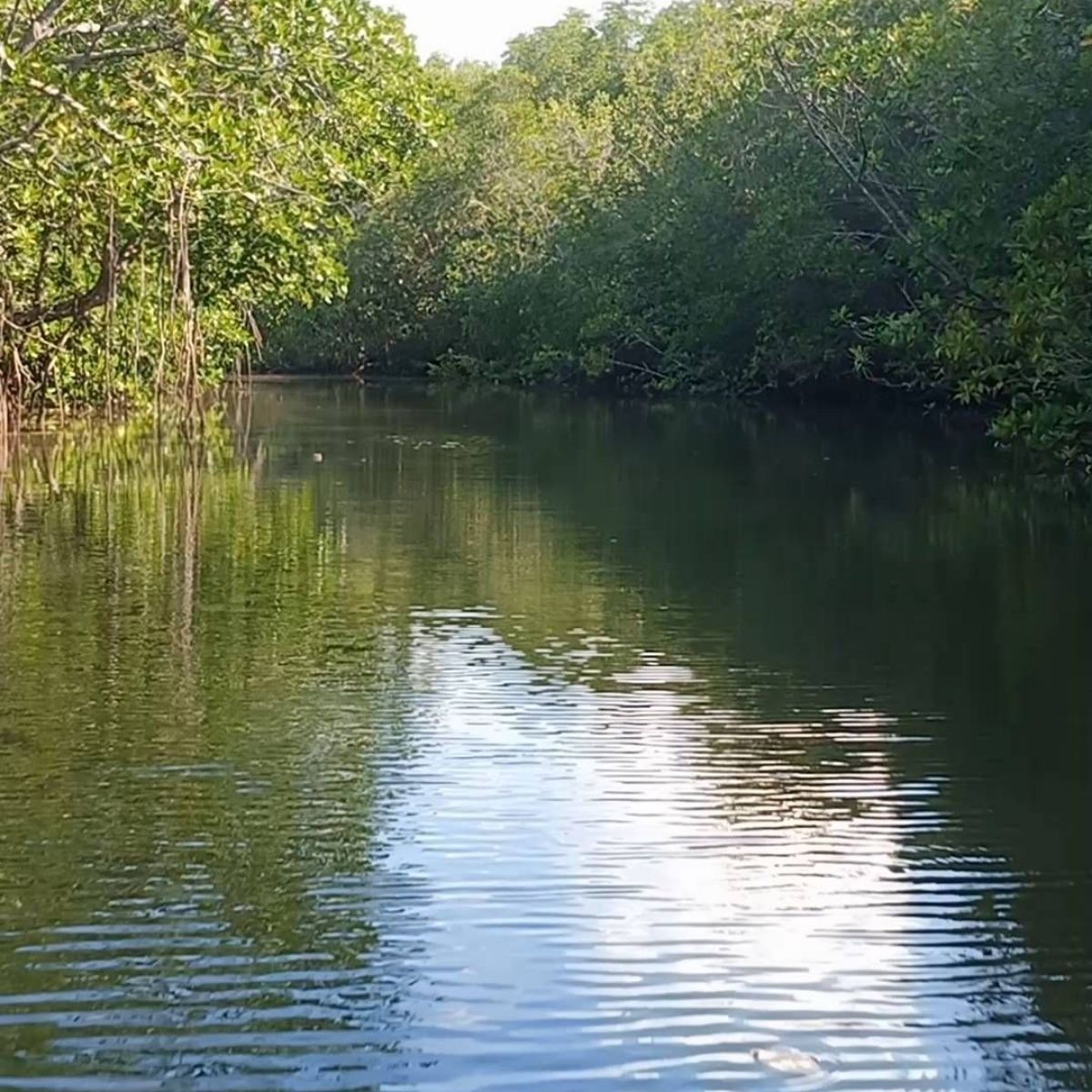 Aerial view mangrove forest and river Sebung River Bintan natural ecosystem landscape