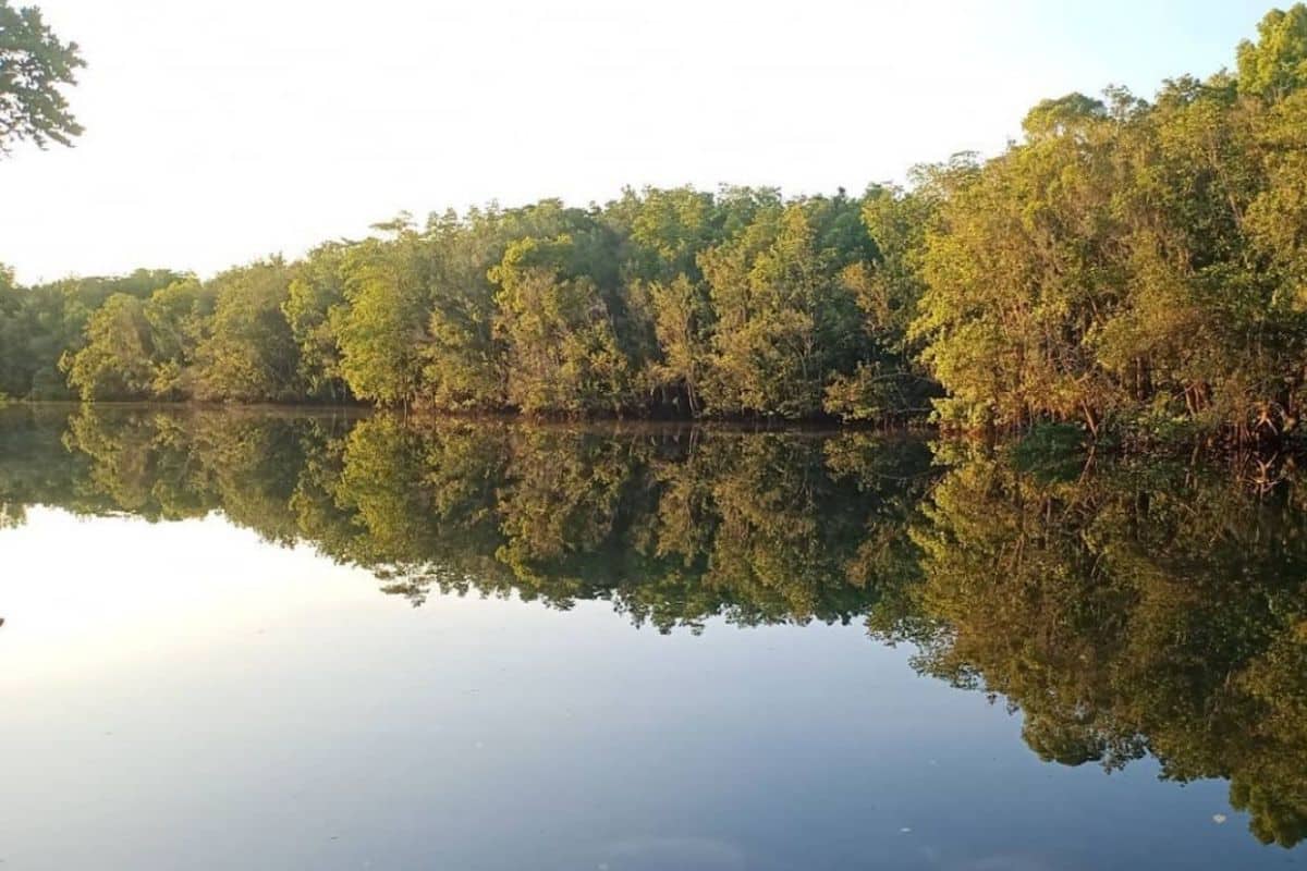 View of Sebung River mangrove forest in Bintan showing calm waterways and lush green nature along the river
