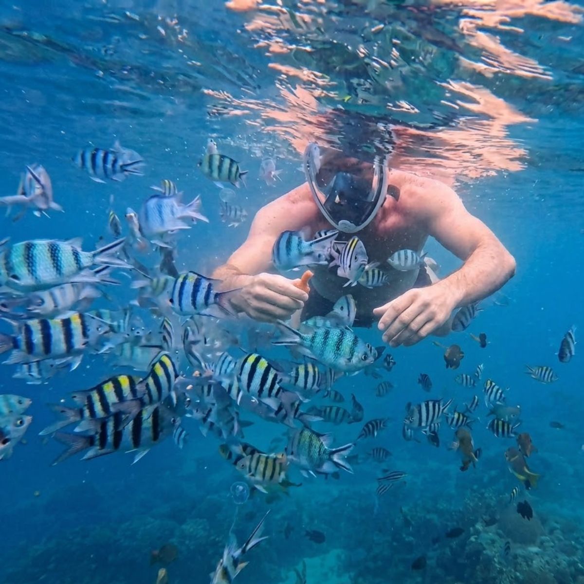 Marine life in Bintan snorkeling area