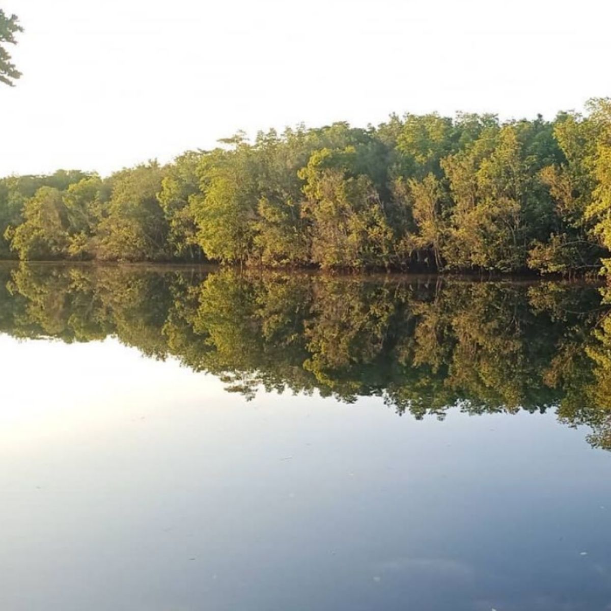 Daytime mangrove boat tour Sebung River Bintan calm river cruise in nature