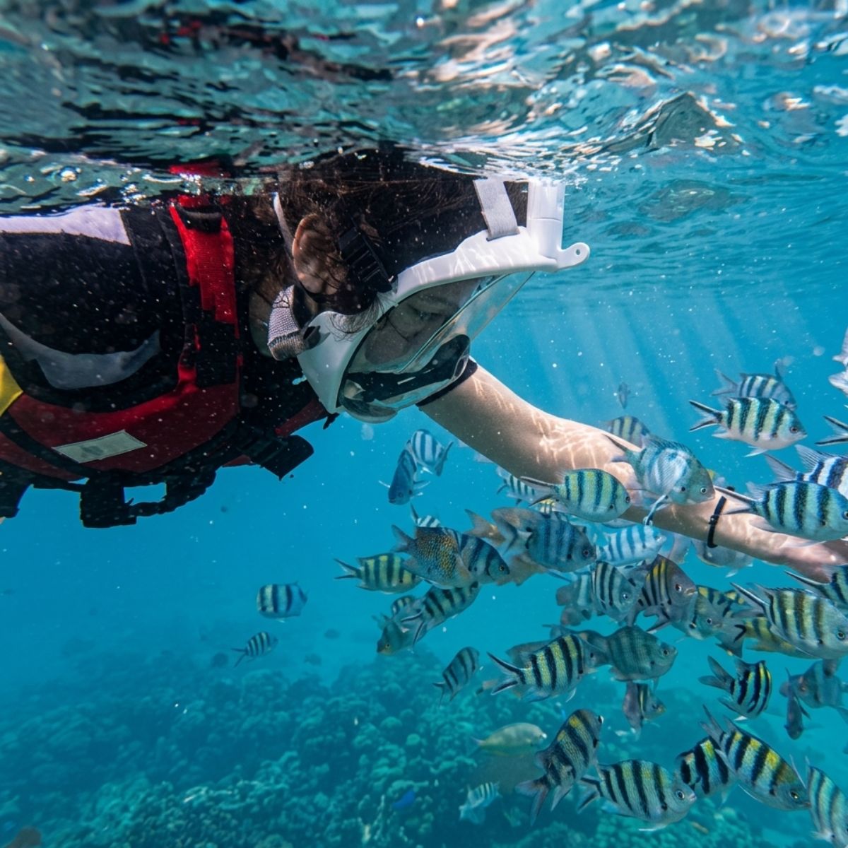 Snorkeling in East Bintan coastal waters with tropical fish
