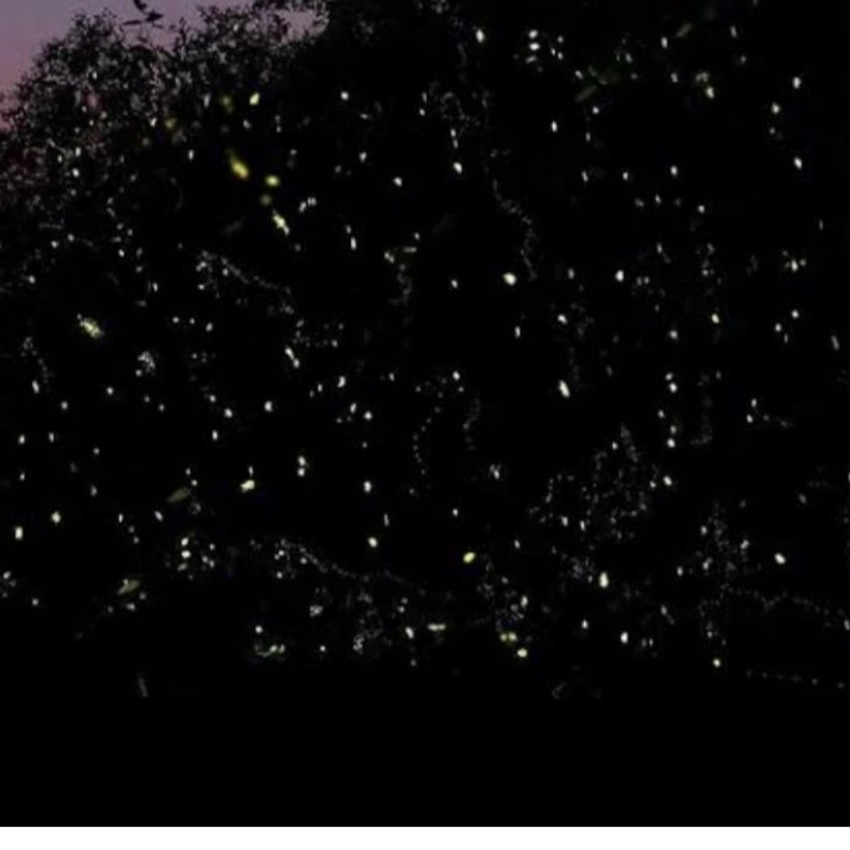 Fireflies glowing at night mangrove river Sebung River Bintan night tour experience