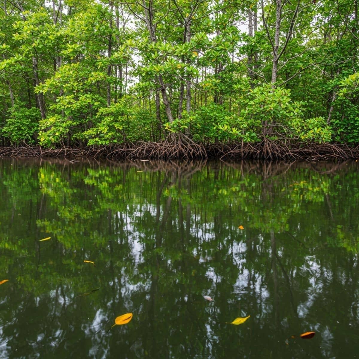 Calm water and mangrove forest landscape Sebung River Bintan river estuary view