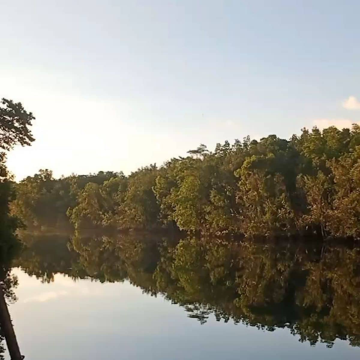 Mangrove river with sea water flow Sebung River Bintan green forest landscape