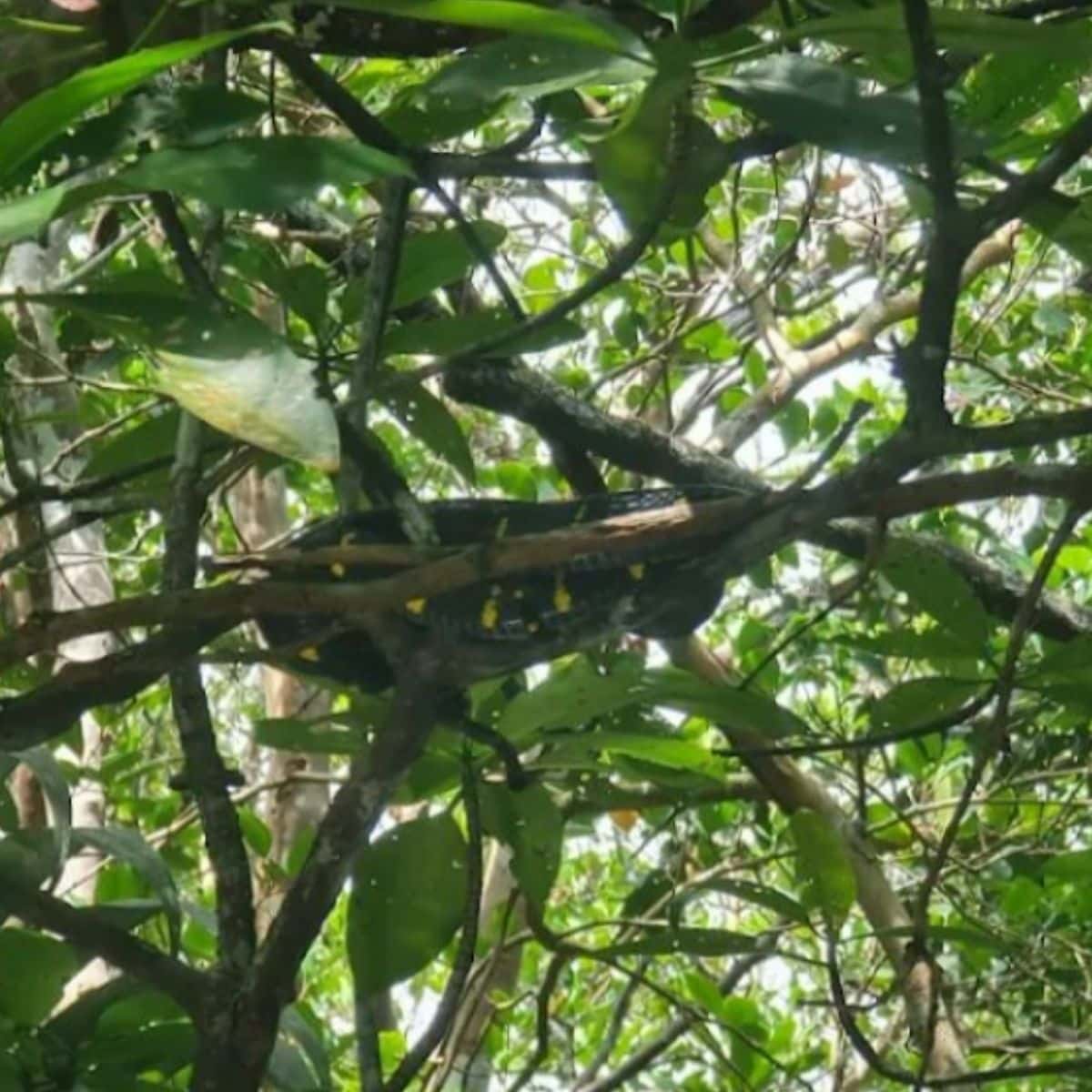 Snake among mangrove roots Sebung River Bintan forest