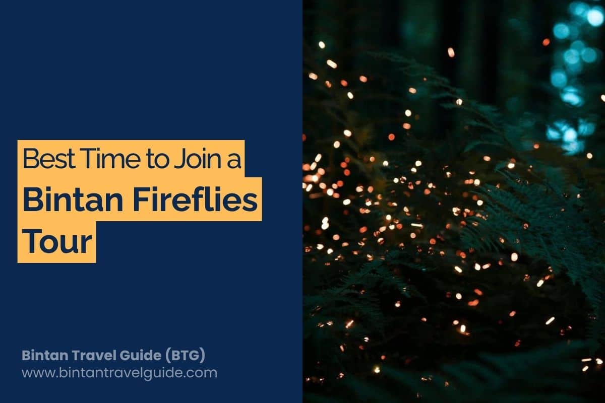 Best Time to Join Bintan Fireflies Tour