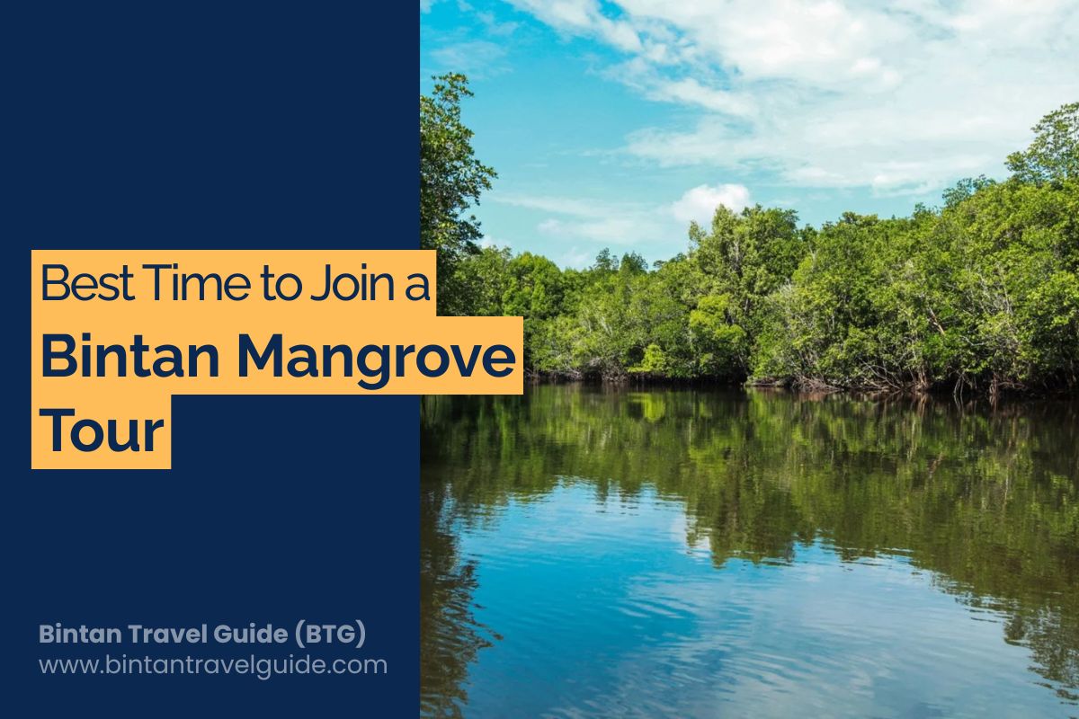 Best Time to Join Bintan Mangrove Tour
