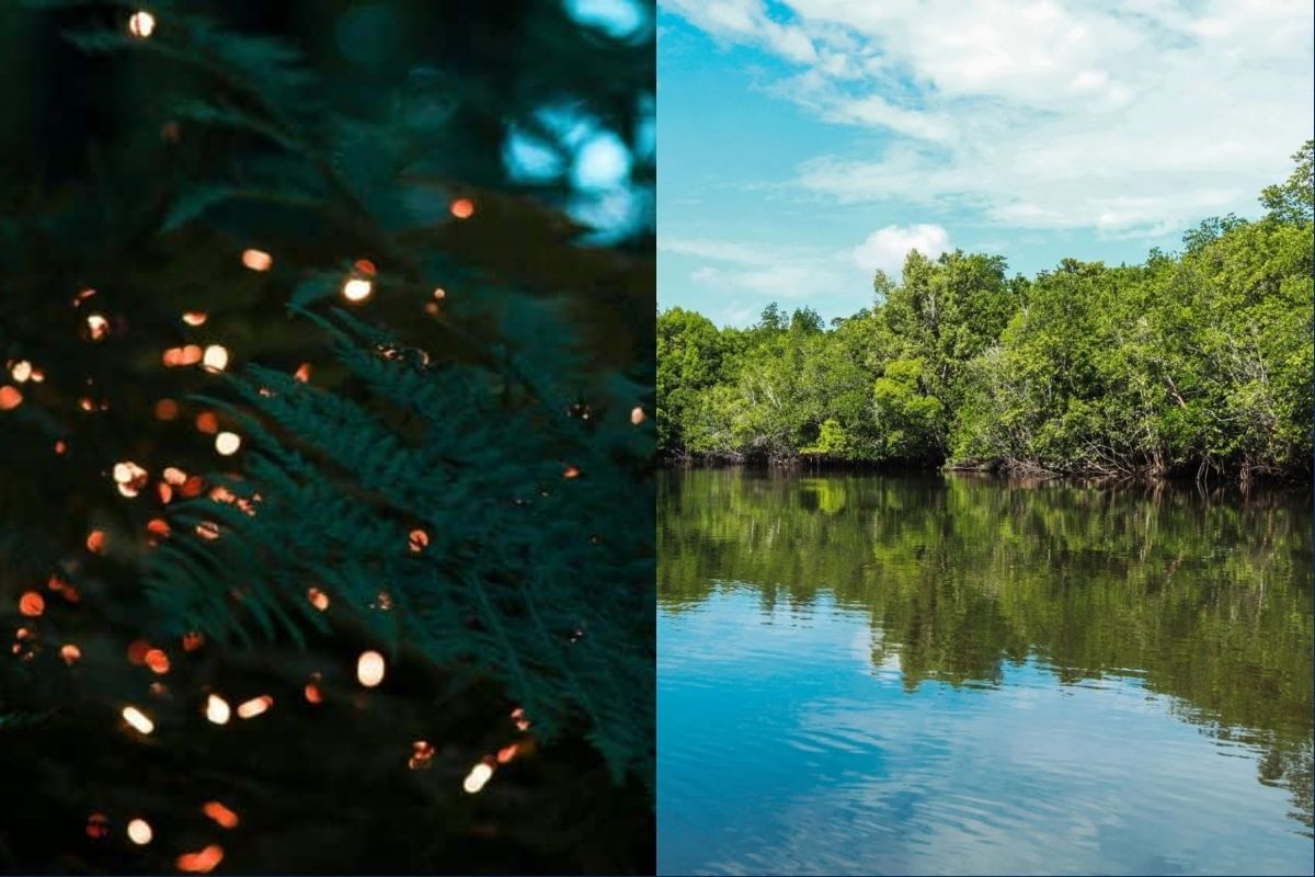 Bintan Fireflies Tour & Bintan Mangrove Tour
