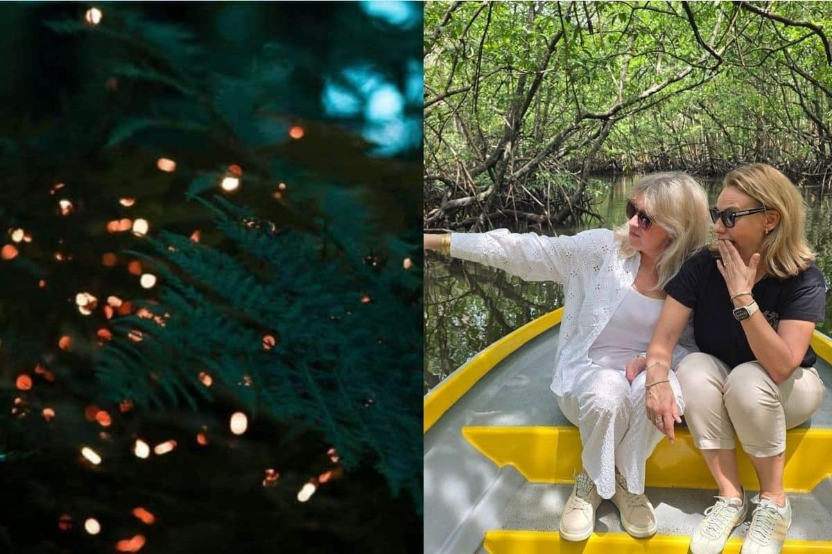 Bintan Fireflies Tour & Bintan Mangrove Tour