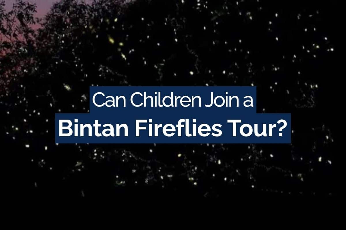 Can Children Join a Bintan Fireflies Tour