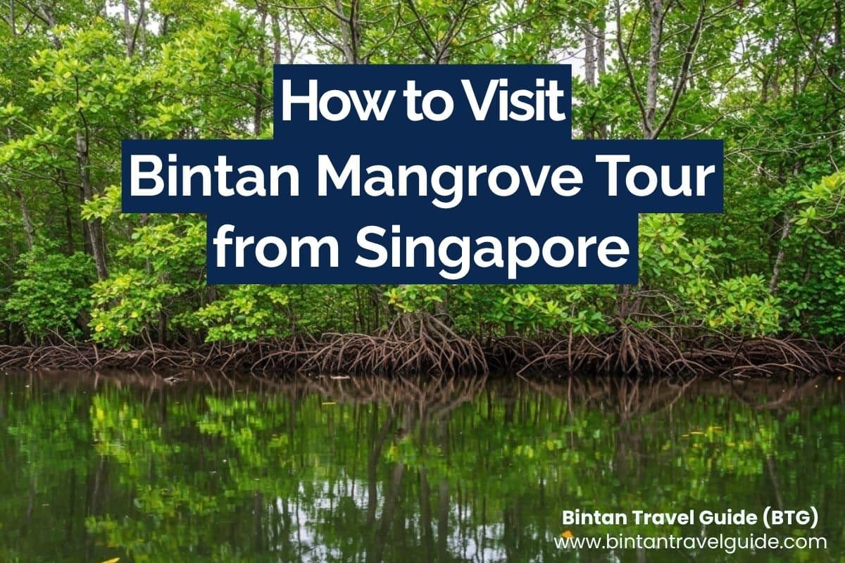 How to Visit Bintan Mangrove Tour from Singapore