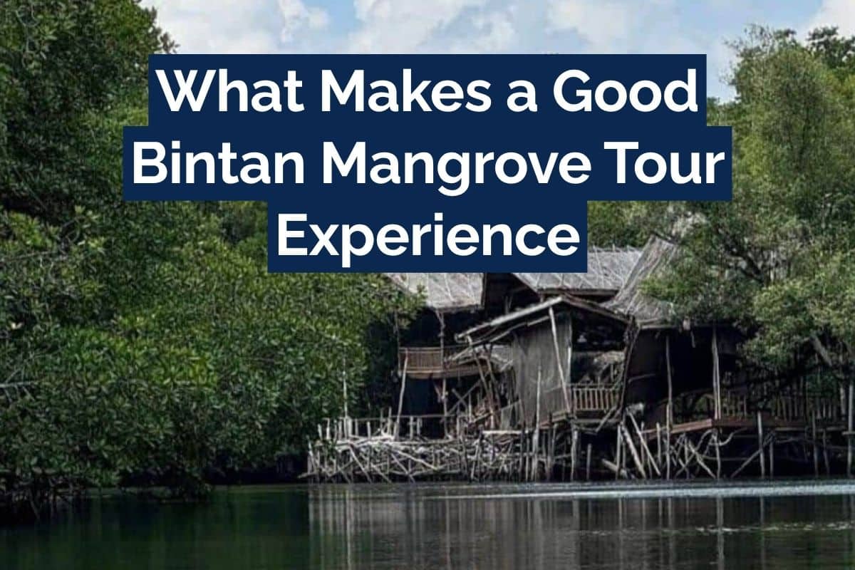 What Makes a Good Bintan Mangrove Tour Experience