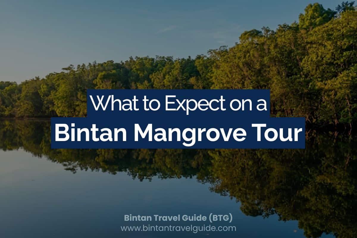 What to Expect on a Bintan Mangrove Tour