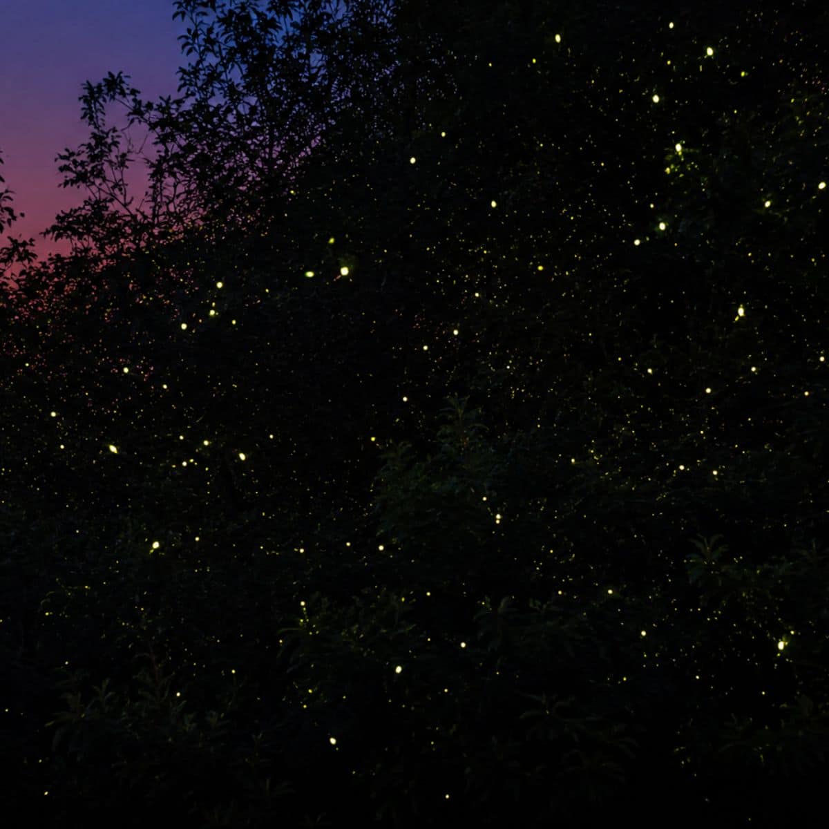 Bintan fireflies night tour