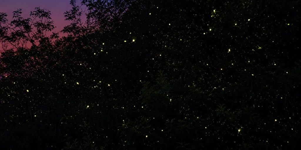 1. Bintan Fireflies 1200 x 600