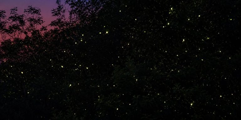 1. Bintan Fireflies 1200 x 600