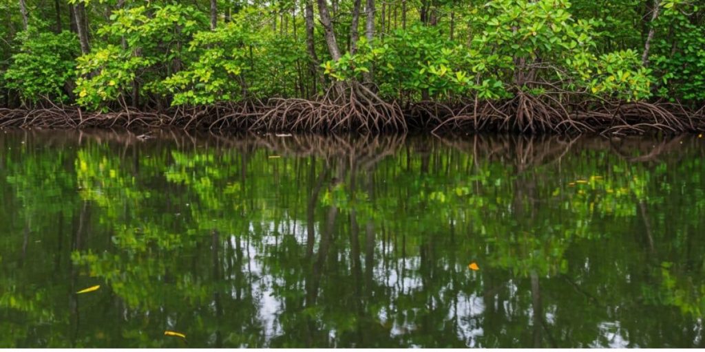 4. Bintan Mangrove 1200 x 600