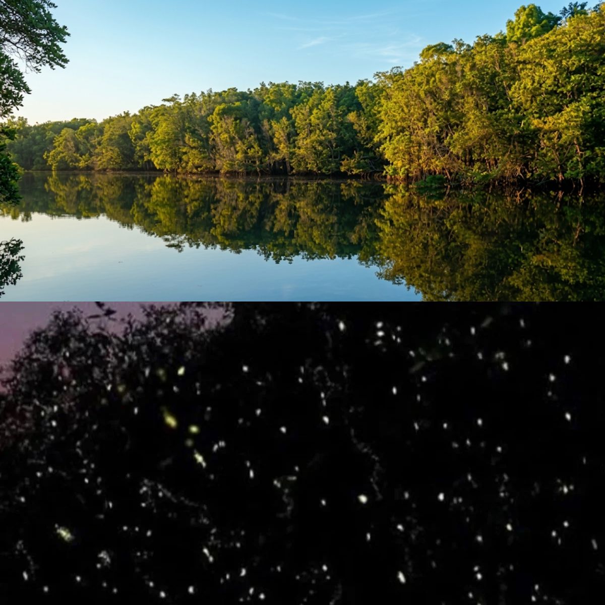 Mangrove & Fireflies 1200 x 1200