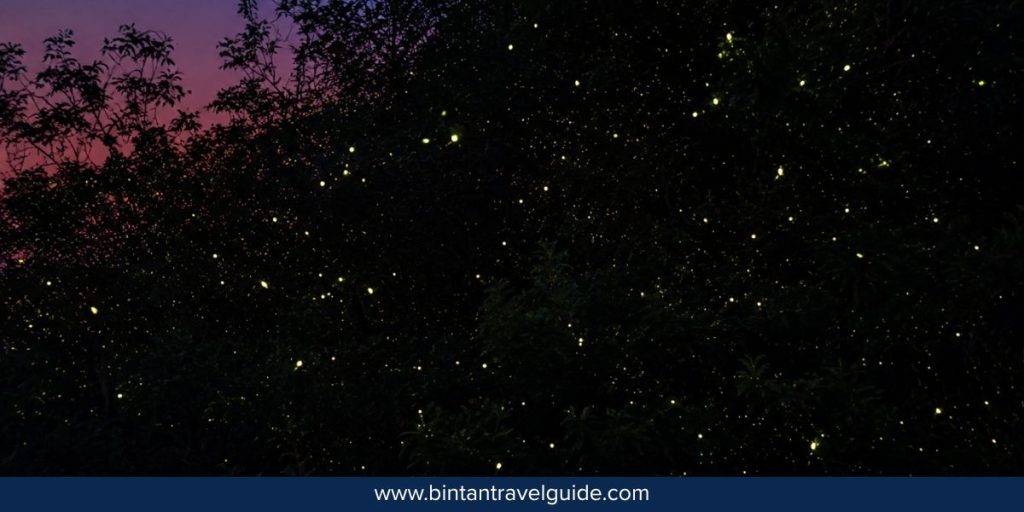 Best Weather Conditions for Viewing Fireflies in Bintan