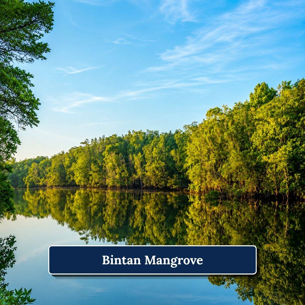 1 Bintan Mangrove 1200 x 1200