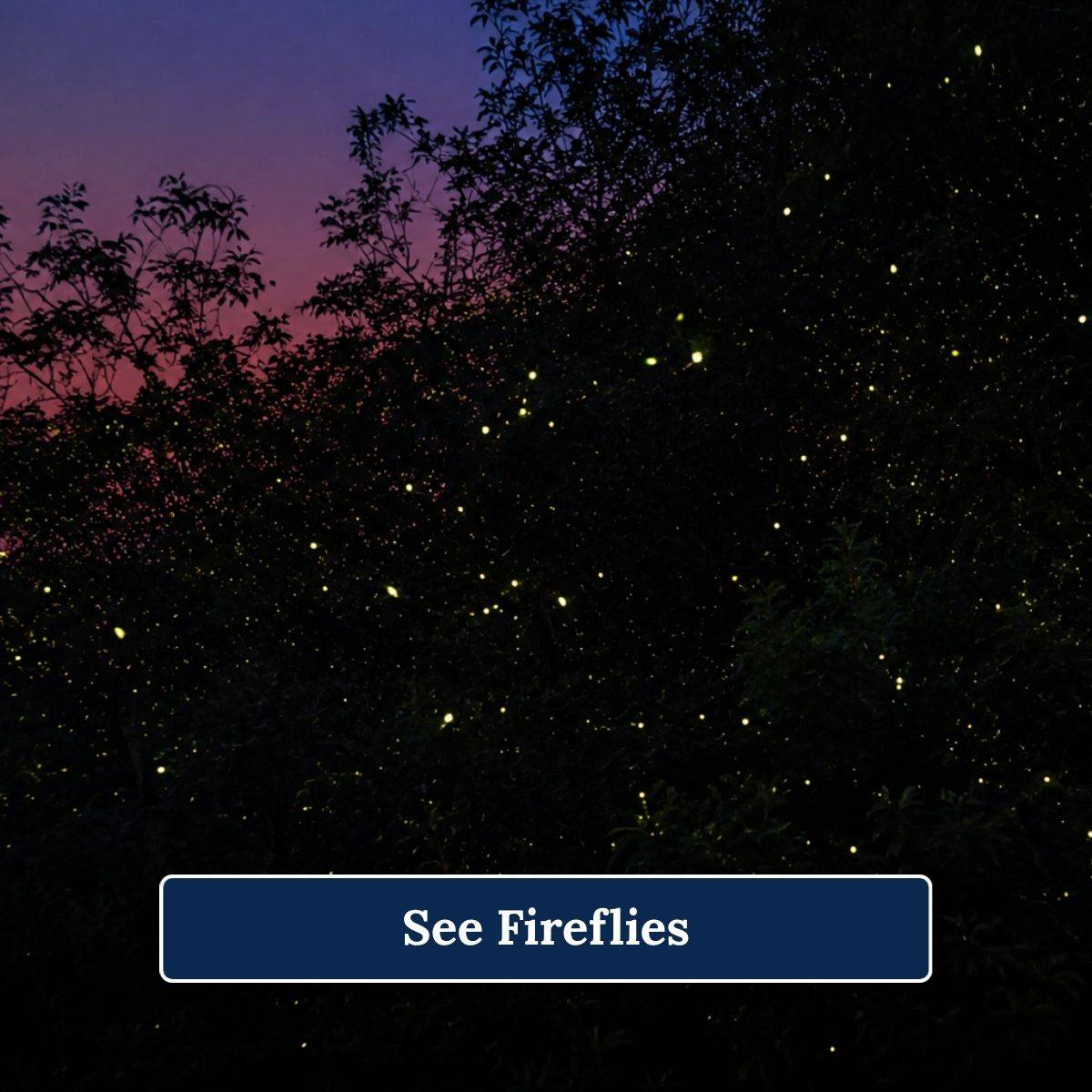 2 See Fireflies 1200 x 1200