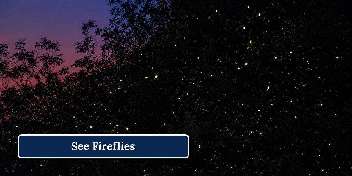 2 See Fireflies