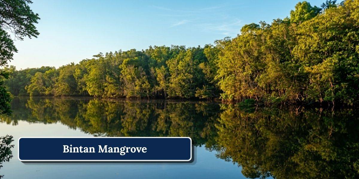 1 Bintan Mangrove